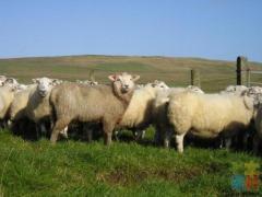 Sheep and Beef 2IC job available