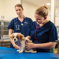 Part-time & Full-time Vet Nurse required