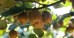 Kiwi Fruit Orchard Worker