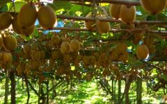 I am looking for some more workers for the picking season in the kiwifruit orchards