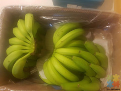 Fresh green bananas
