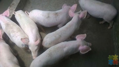 Cambrough and Large white piglets and pigs