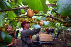 Kiwifruit picking job
