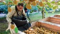 We are looking for kiwifruit workers for winter Pruning Season is ahead