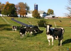 looking for work on a dairy farm with accommodation