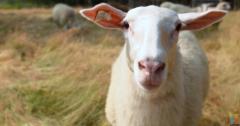 Dairy Sheep Seasonal Workers Wanted