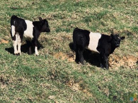 Belted Galloway Calves for animal friendly Lifestyle Farm Blocks