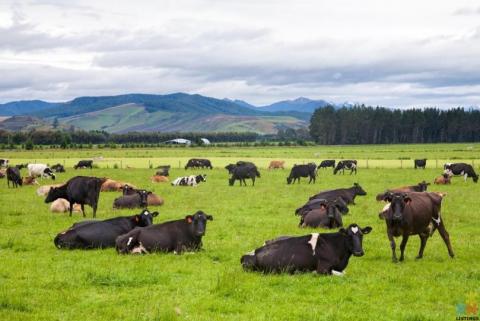 I have one and a half-season New Zealand dairy farming experience