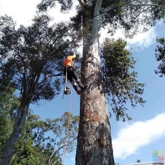 Trees remover cheapest in Auckland