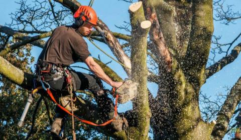 Trees remover cheapest in Auckland