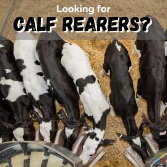 Needing a calf rearer for this current season?