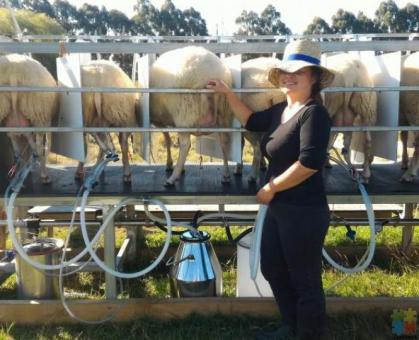 Sheep milking, New Zealander's next big thing