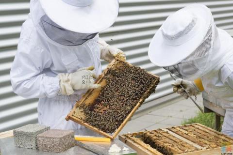 Beekeeping Labour
