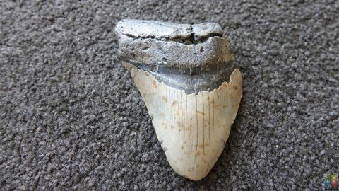 Megalodon Tooth #1