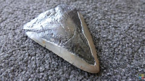Megalodon Tooth #3