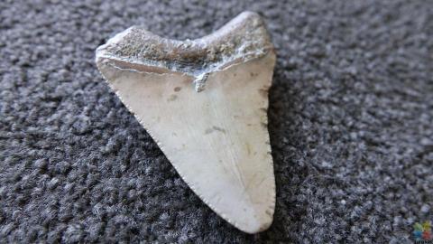 Megalodon Tooth #4