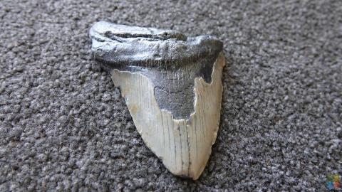 Megalodon Tooth #6