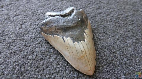 Megalodon Tooth #7