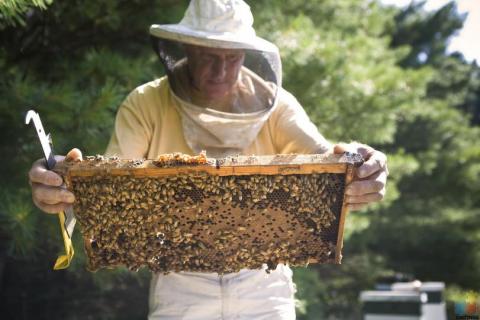 Beekeeper/labourer required
