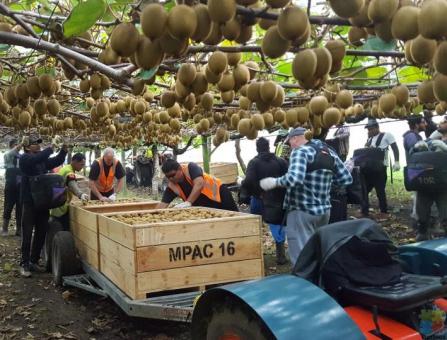 HIRING for kiwifruit Picking positions available in our company