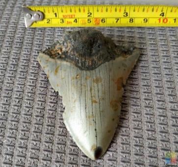 Megalodon Tooth #A1