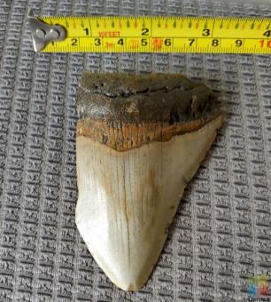 Megalodon Tooth #A2