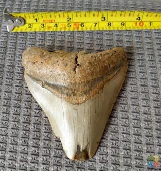 Megalodon Tooth #A3