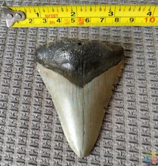 Megalodon Tooth #A4