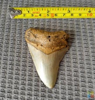 Megalodon Tooth #A5
