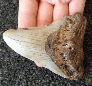 Megalodon Tooth Fossil