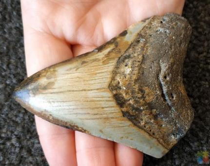 Megalodon Tooth Fossil