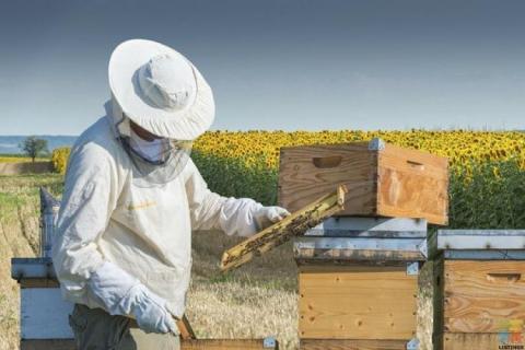 Mountain Valley Honey - Experienced Beekeeper