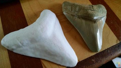 3D Printed Megalodon Teeth