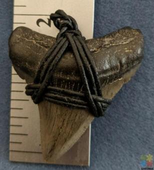 Necklace Pendant Megalodon