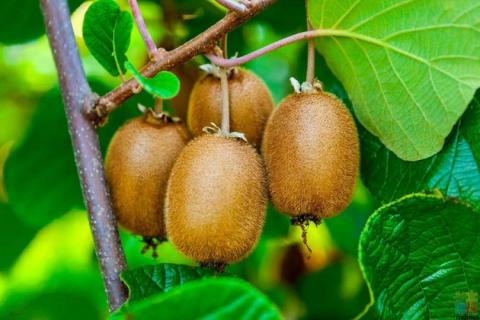HIRING for kiwifruit Pruning positions available in our company