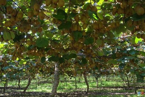 Organic Kiwifruit Orchard Work