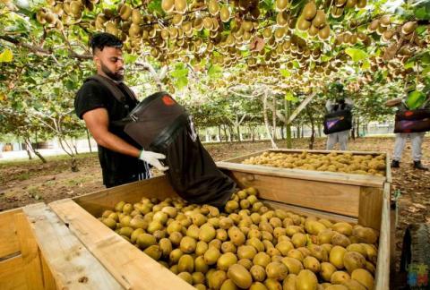 Kiwifruit Orchard Work