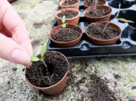 Duties will include mainly "pricking out" of seedlings, weeding and potting plants