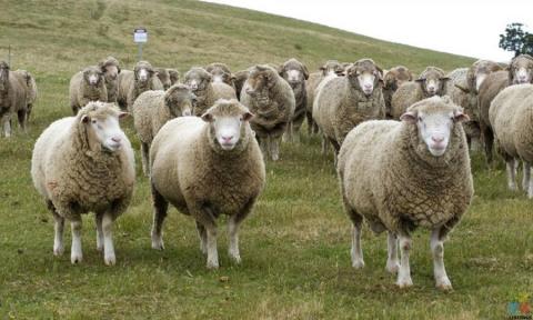 Full Time Experienced Sheep Farm Assistant