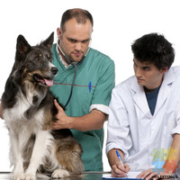 Veterinary Front Of House Personnel