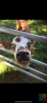 Calf Rearer/Farm Assistant Wanted