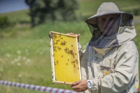 Beekeeper / Assistant