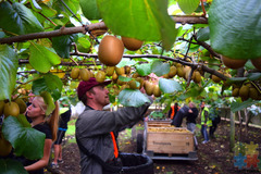 Looking for Kiwifruit Workers