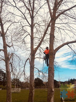 TREEWORK AND HEDGECUTTING