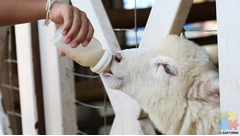 Contract Milker – Sheep Milking