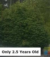 Need Privacy Fast ? Get The Fastest Growing Hedge Money Can Buy For Only $70 Per Meter !!!