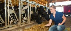 Looking for A Dairy Farm Assistant position in the Canterbury region