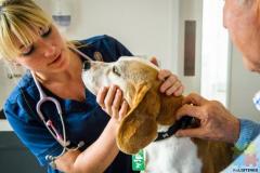 Part time Veterinary Nurse - Woodend
