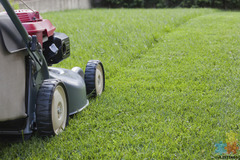 Lawn mowing start from $35+gst