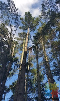 Climbing arborist available